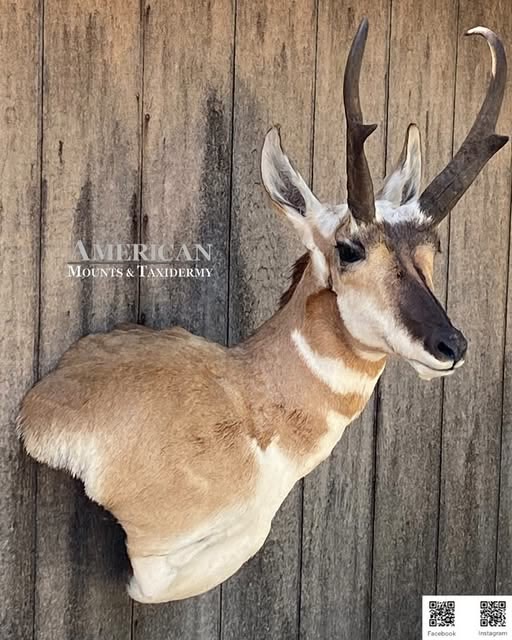 Pronghorn antelope shoulder mount