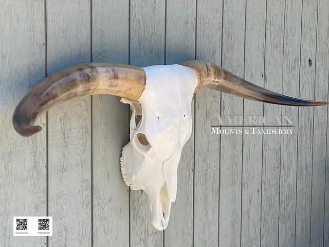 Longhorn steer skull mount with long horns