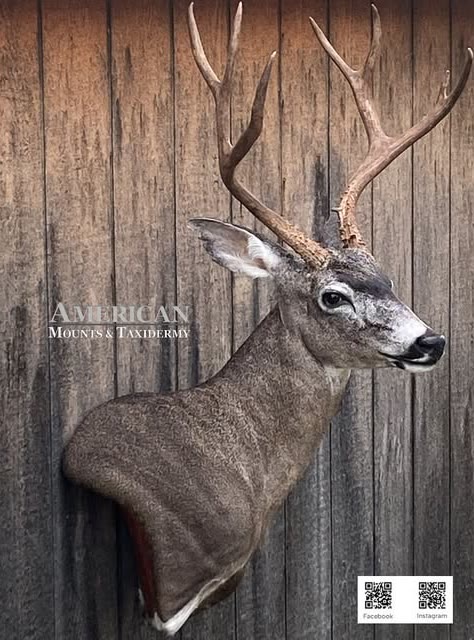 Deer shoulder mount turned to the side