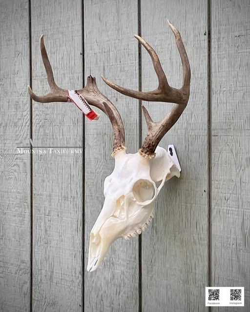 Whitetail European skull mount